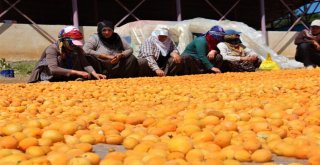 Kayısı, Kadınlar İçin İş Kapısı Oldu