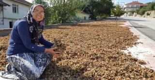 Fındık Serildi Sıra Fiyatında