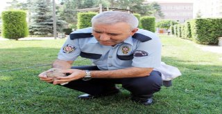 Yuvasından Düşen Yavru Kuşa Polis Şefkati