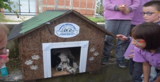 Okul Bahçelerine Ve Mahallelere Köpek Evleri