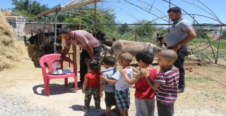 (Özel) Eşek Sütü Hem Şifa Hem De Kazanç Sağladı