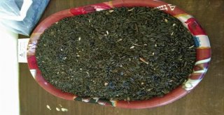 Sezonun İlk Ayçiçeği Tohumu Alındı