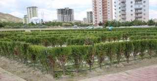 Başkan Büyükkılıç Labirent Parkında