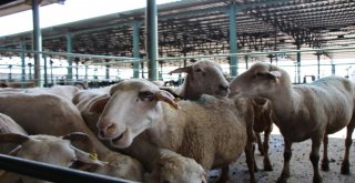 (Özel) İnternetten Kurban Alışverişine Dikkat