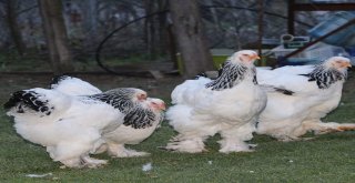 Brahma Süs Tavuğu Üreticileri Kulüp Kurdu