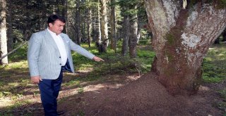 Uludağa “Endemik Park”