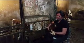 Hayvan Şiddetine, Buzağıya Saz Çalarak Dikkat Çekti