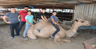 Otomobil Fiyatına Kurbanlık Deve