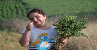 Nohut Üreticisi Verimden Bu Yıl Memnun