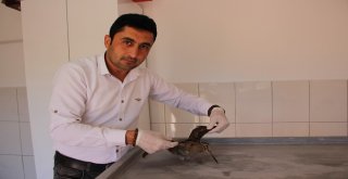 Tedavisi Yapılan Çulluk Doğaya Bırakıldı