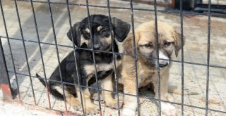 Can Dostları Sahiplerini Bekliyor