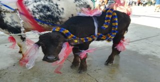 En İyi Buzak Ve Malak Belli Oldu