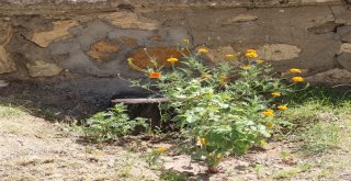 Tarihi Mezar Taşı Duvardan Çıkartıldı