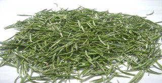 Çaykur Bu Yıl Yaş Çay Sezonunda 475 Kilogram Beyaz Çay Aldı