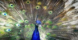 Sincan Evcil Hayvanlar Parkında Geyikler Yavruladı