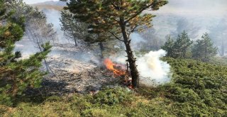 Gümüşhanede Orman Yangını