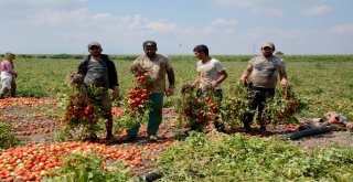 Karacabey Ovasında Domates Hasadı Başladı