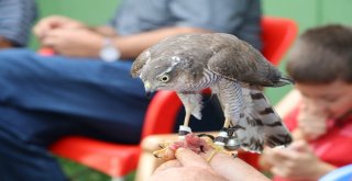 Nesilden Nesle Gelen Atmaca Tutkusu