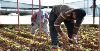 Antalya Büyükşehir Belediyesi, Tarıma 4 Yılda 210 Milyondan Fazla Destek Sağladı
