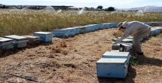 Kovanlarının Yanına Gelen Arıcı Şok Oldu