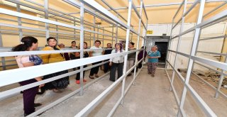 İstiridye Mantarı Yetiştiren Kadınlar Artık İş Dünyasında