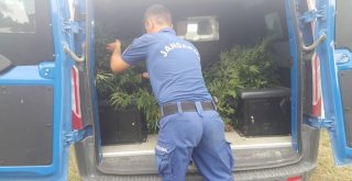 Sinopta 97 Kök Kenevir Bitkisi Ele Geçirildi