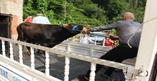 Yüzen Dana Ferdinand Yola Çıktı