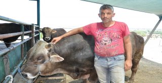 Firari Düve Bir Yıl Sonra Ortaya Çıktı