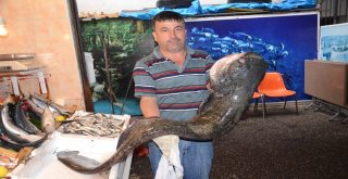 Derede Yakalanan 1,5 Metre Uzunluğundaki Balık Şaşkına Çevirdi