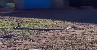 Evlerin Arasında Yılanların Dansı