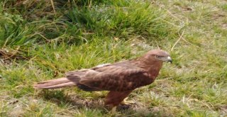 Kızıl Şahin Özgürlüğe Hazırlanıyor