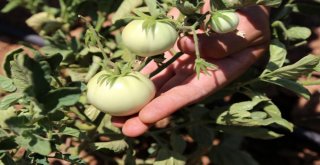 Emine Erdoğan Sosyal Medya Hesabından Paylaştı