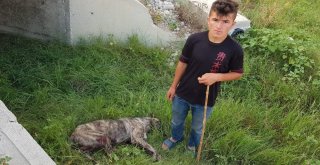 Rahatsız Ediyor Diye Köpeği Tüfekle Vurdu