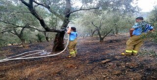 Edremitteki Yangında 3 Dönüm Zeytinlik Zarar Gördü