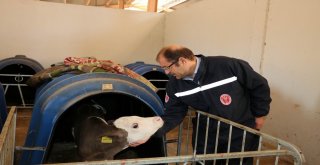 Erzincanda Şap Aşılama Kampanyası Başladı