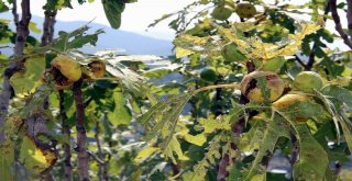 İncir Üreticisini Yaz Yağmurları Vurdu