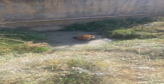 Balçığa Saplanan Köpeği İtfaiye Kurtardı