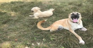 Araba Çarpıp Kaçtı, İki Patisiyle Hayata Tutundu