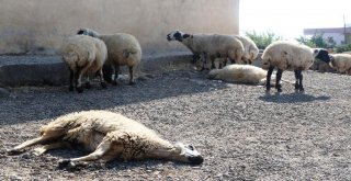Eğilde Telef Olan Hayvanlarda Şarbon Çıkmadı