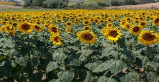 May Tohum İhracatını Yüzde 15 Arttırdı