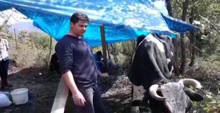 Tavuk Eti Yiyen İnek Şaşırttı