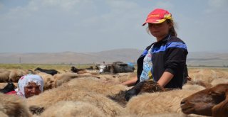 Yaz Tatilinde Süt Sağım Mesaisi