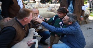 Şehrin Ortasındaki Koyunlar Görenleri Şaşkına Çevirdi