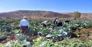 Muşta Lahana Hasadı