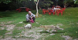 Bu Tilkiler Her Gün Lokantada
