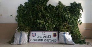 Orduda Uyuşturucu Operasyonu