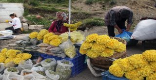 Giresun Yaylalarında Yetişen Bitkiler Yöre Halkının Geçim Kaynağı