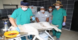 Ereğlide Sokak Hayvanları Kısırlaştırılıyor