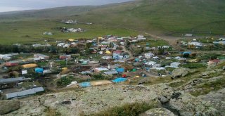 Çıldır Yeşile Boyandı