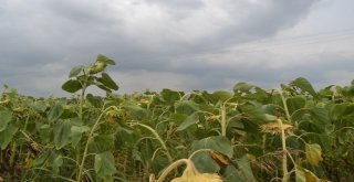 İnegöllü Çiftçi Çin Çekirdeğine Tepkili